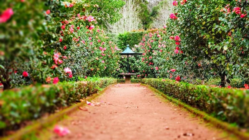 A quiet village garden path
